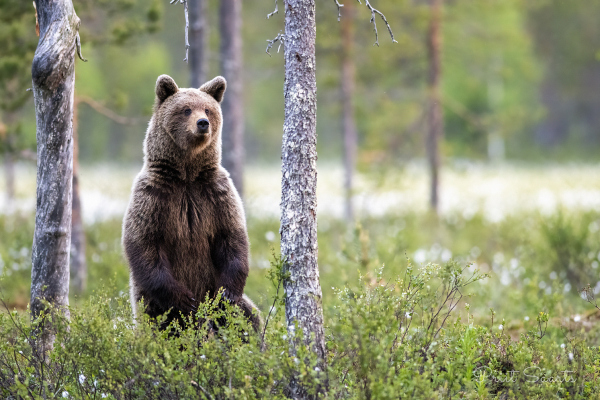 Pruunkaru püsti vaatlemas