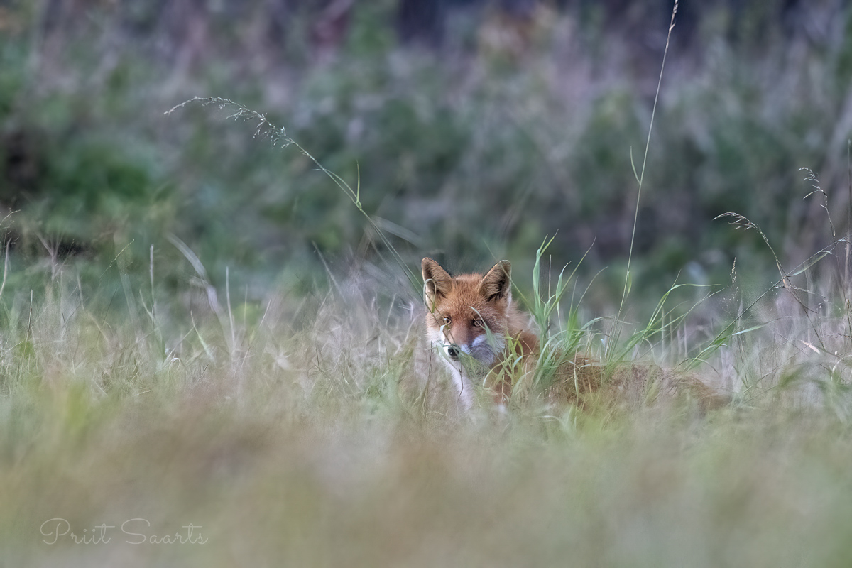 Rebane kõrges murus