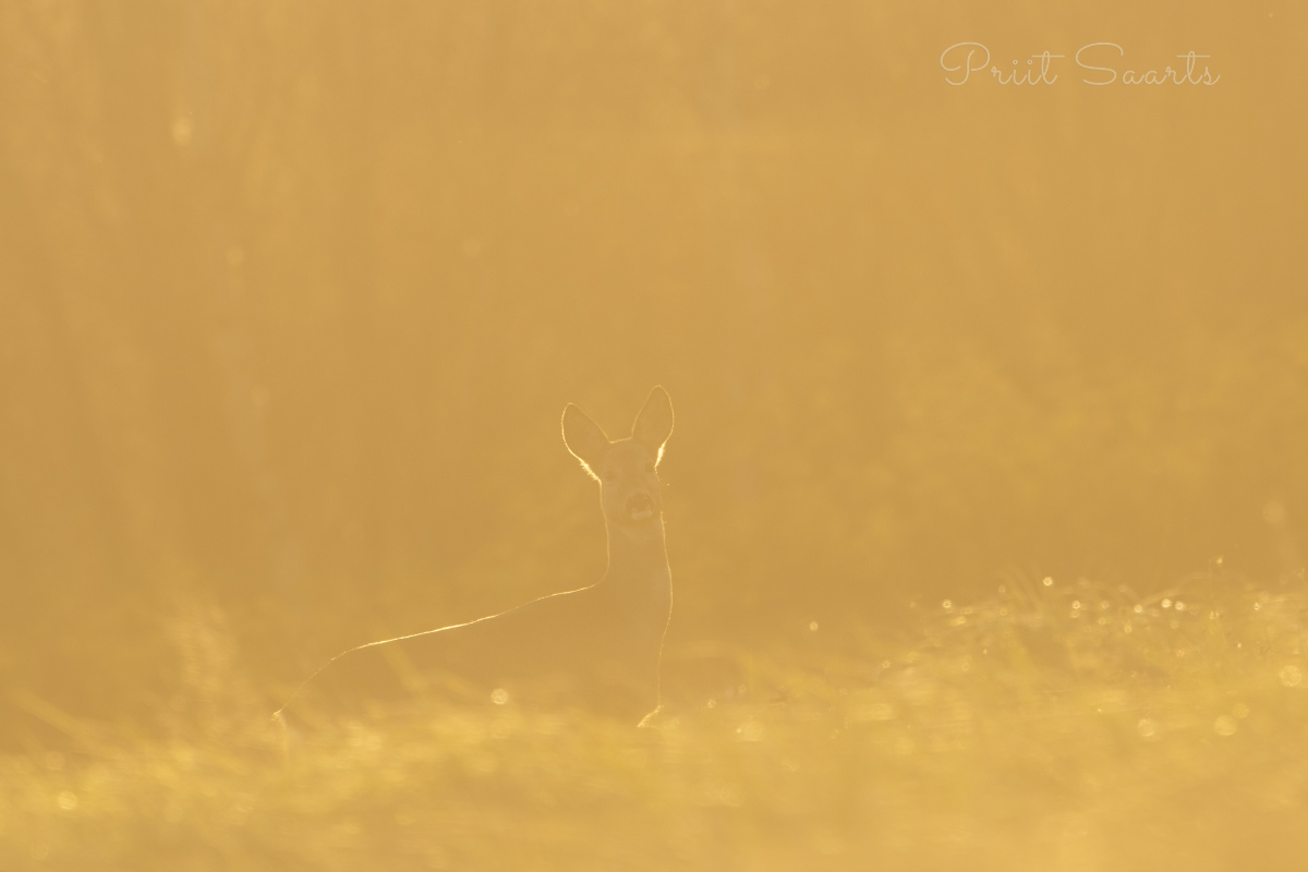 Metskits kuldses valguses