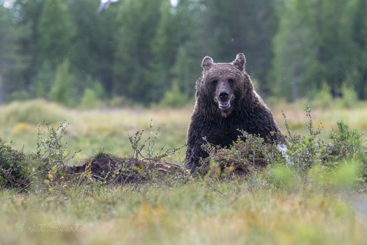 Läbimärg pruunkaru