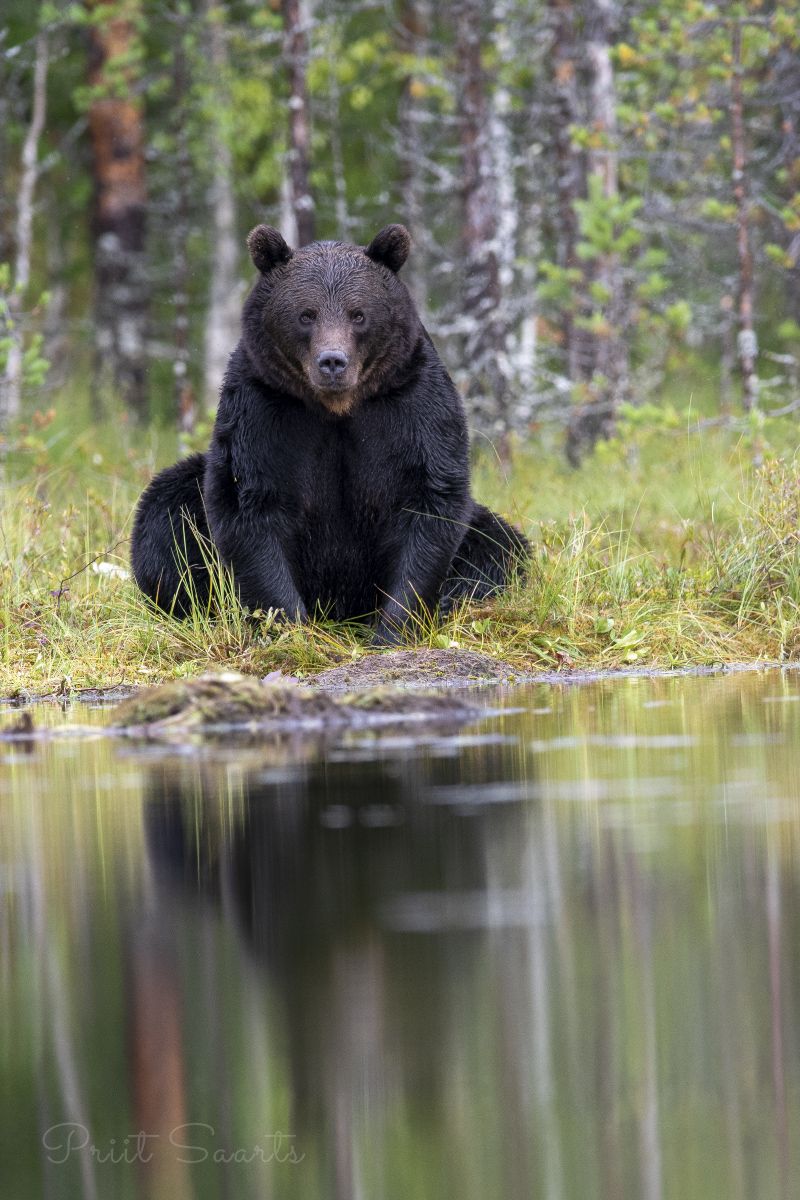 Istuv pruunkaru teiselpool rabajärve