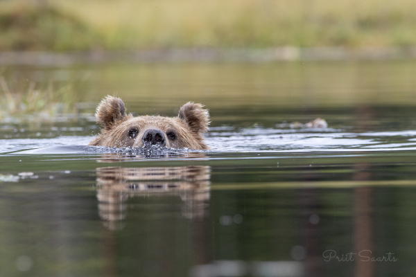 Pruunkaru jahutamas end rabajärves