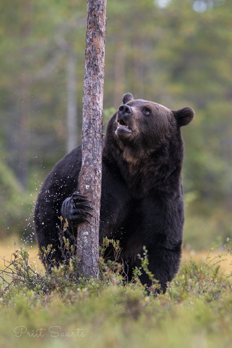 Pruunkaru haarab männist