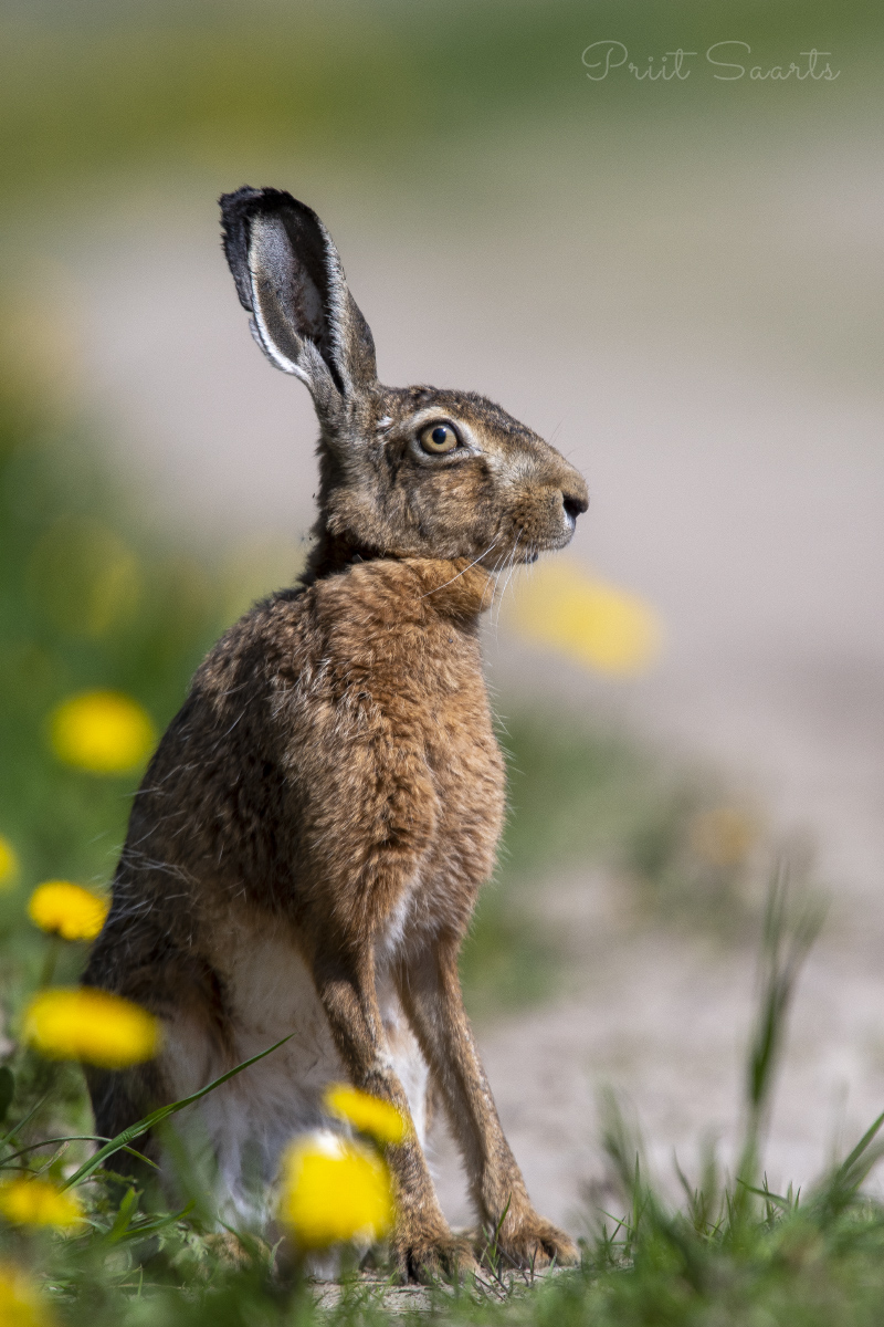 Halljänes võililledes