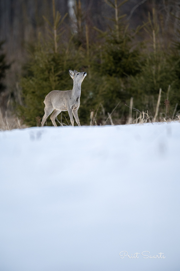Metskits haistab lõhna