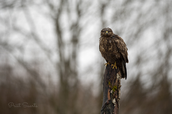 Hiireviu murdunud puul