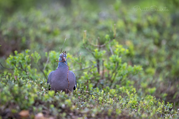 Kaelustuvi valib oksa