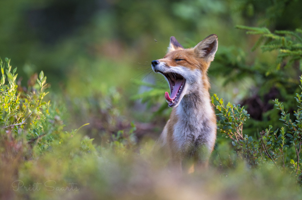 Noor rebane õhtutunnil haigutamas