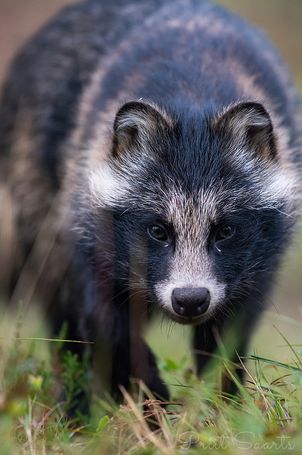 Kähriku portree püstkaadris