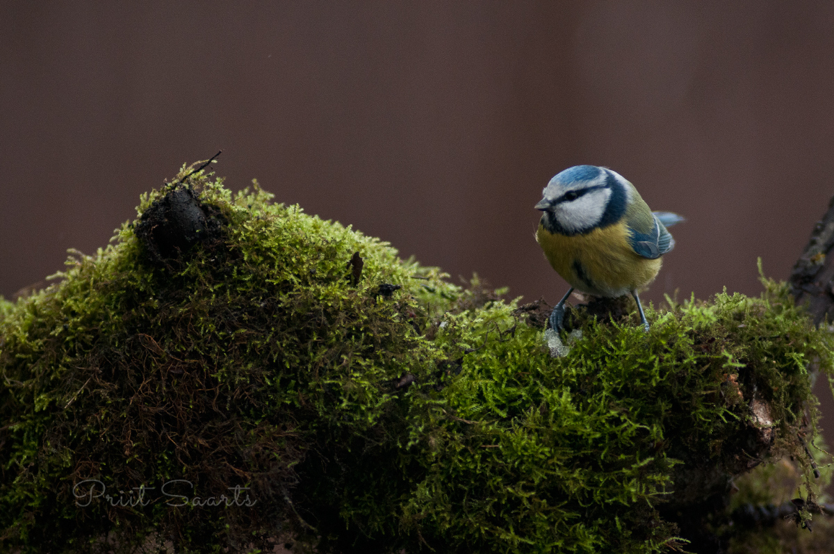 Sinitihane samblakeskkonnas