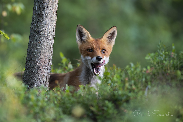 Noore rebase keelelimps