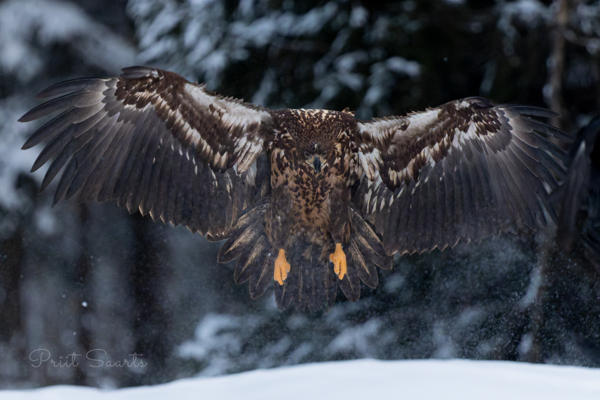 Merikotkas jaanuar 2026