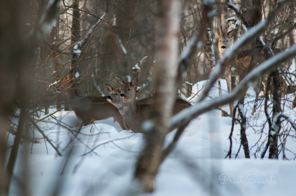 Tibid ees, härra järel - metskitsed