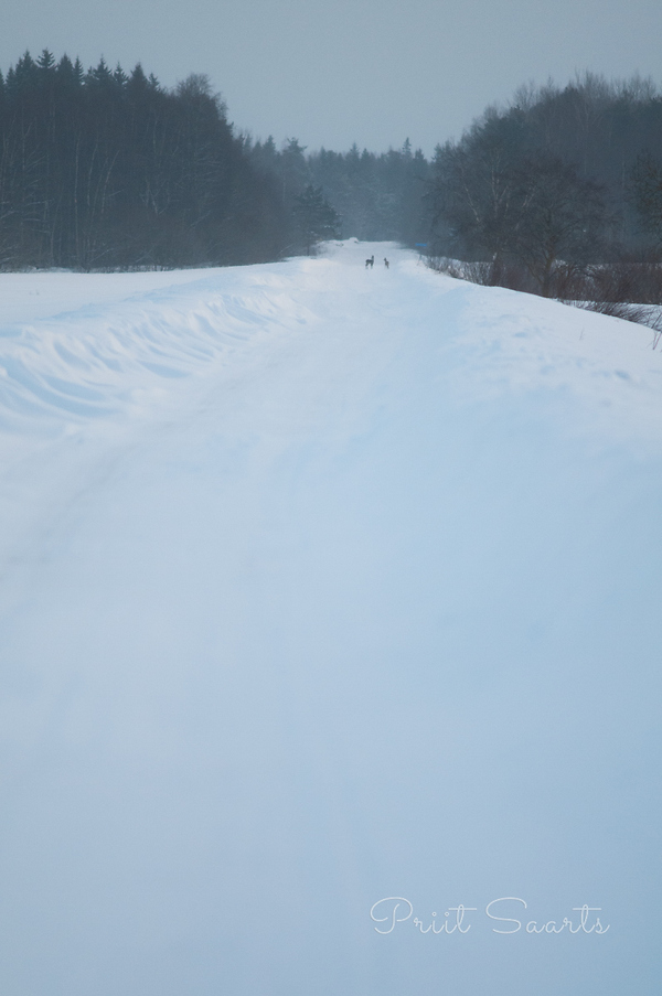 Metskitsed otsivad tuisus teed