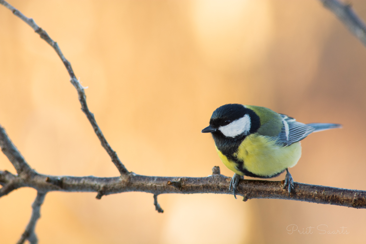Rasvatihane kuldses valguses