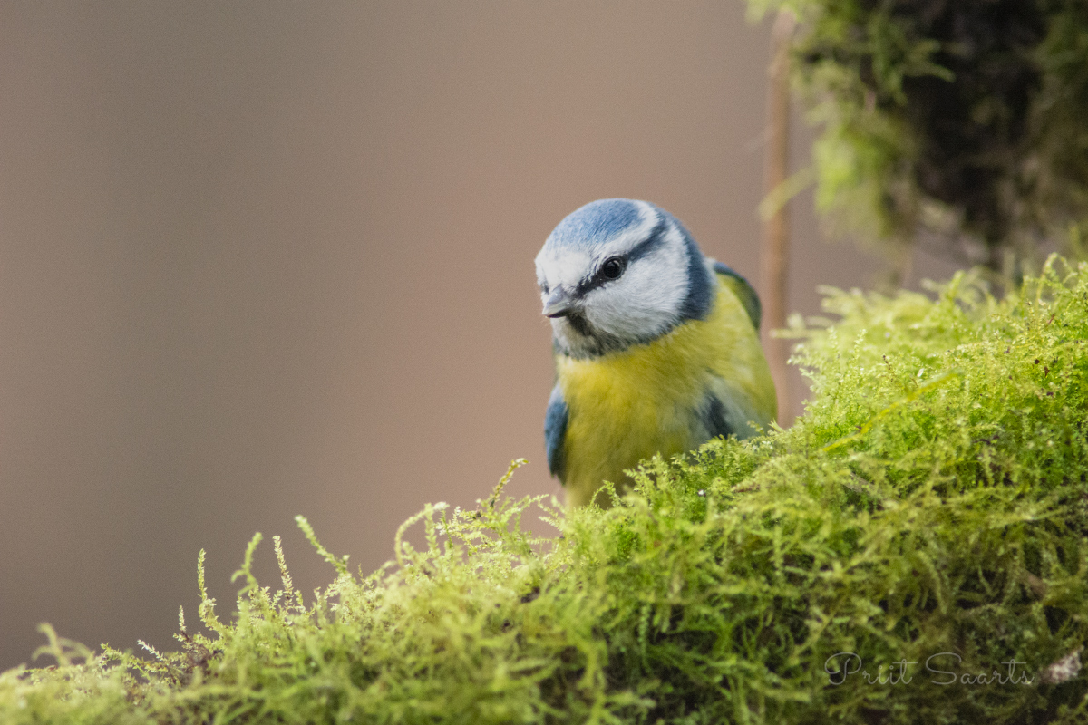 Sinitihane samblakeskkonnas 2