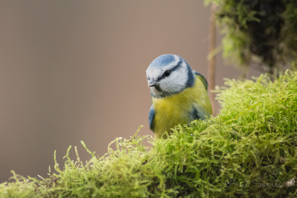 Sinitihane samblakeskkonnas 2