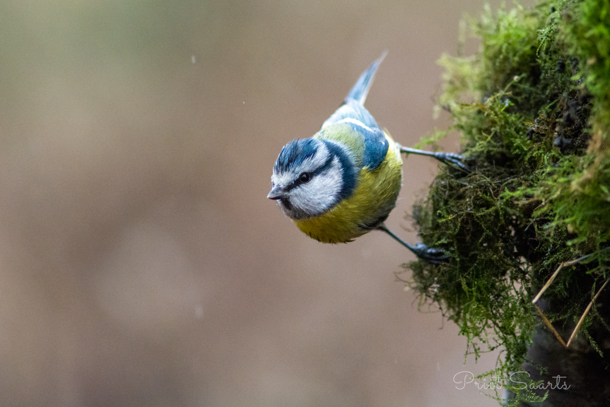 Sinitihane vihmas ja märjas