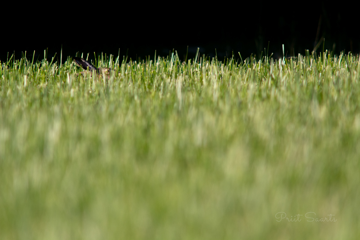 Halljänes madalal muru sees