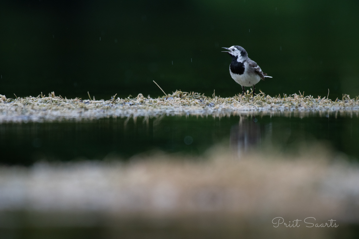 Linavästrikul on palju öelda