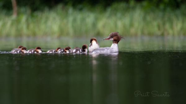 Jääkoskel maimukestega 2