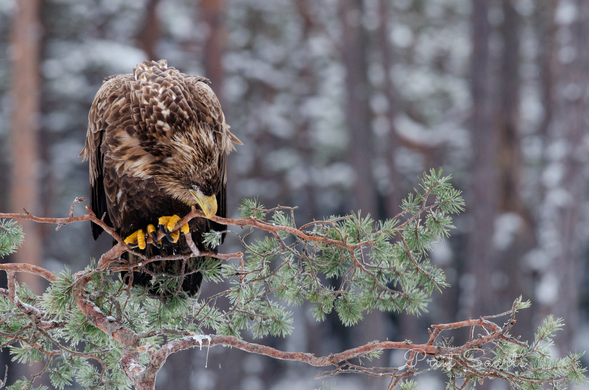 Merikotkas rabamänni oksal