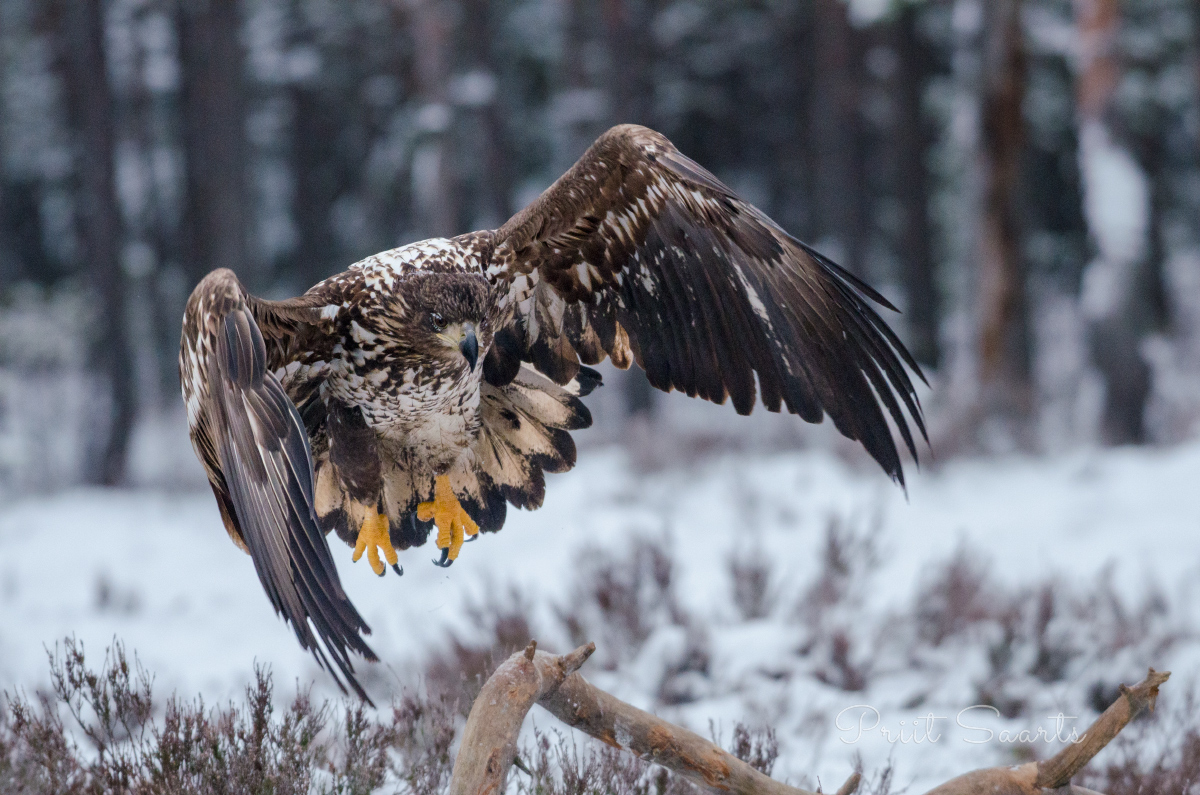 Merikotka lennustart roikalt