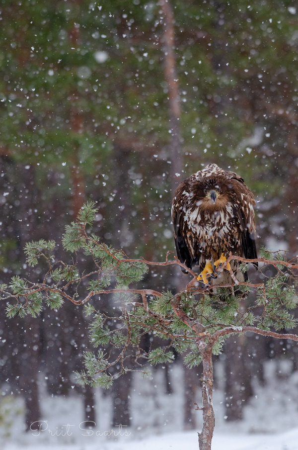 Merikotkas männioksal