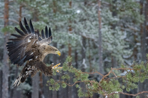 Merikotka maandumine rabamännile