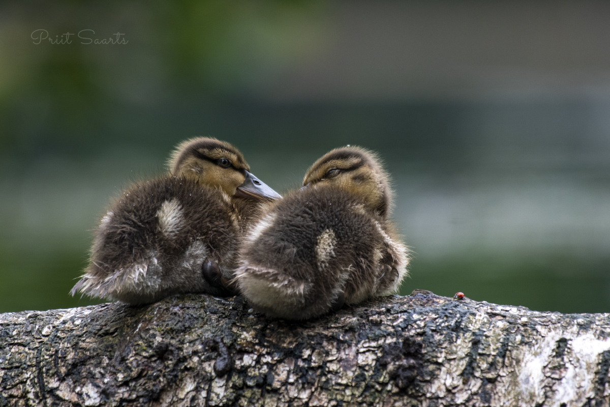 Pardipojad mõnulemas