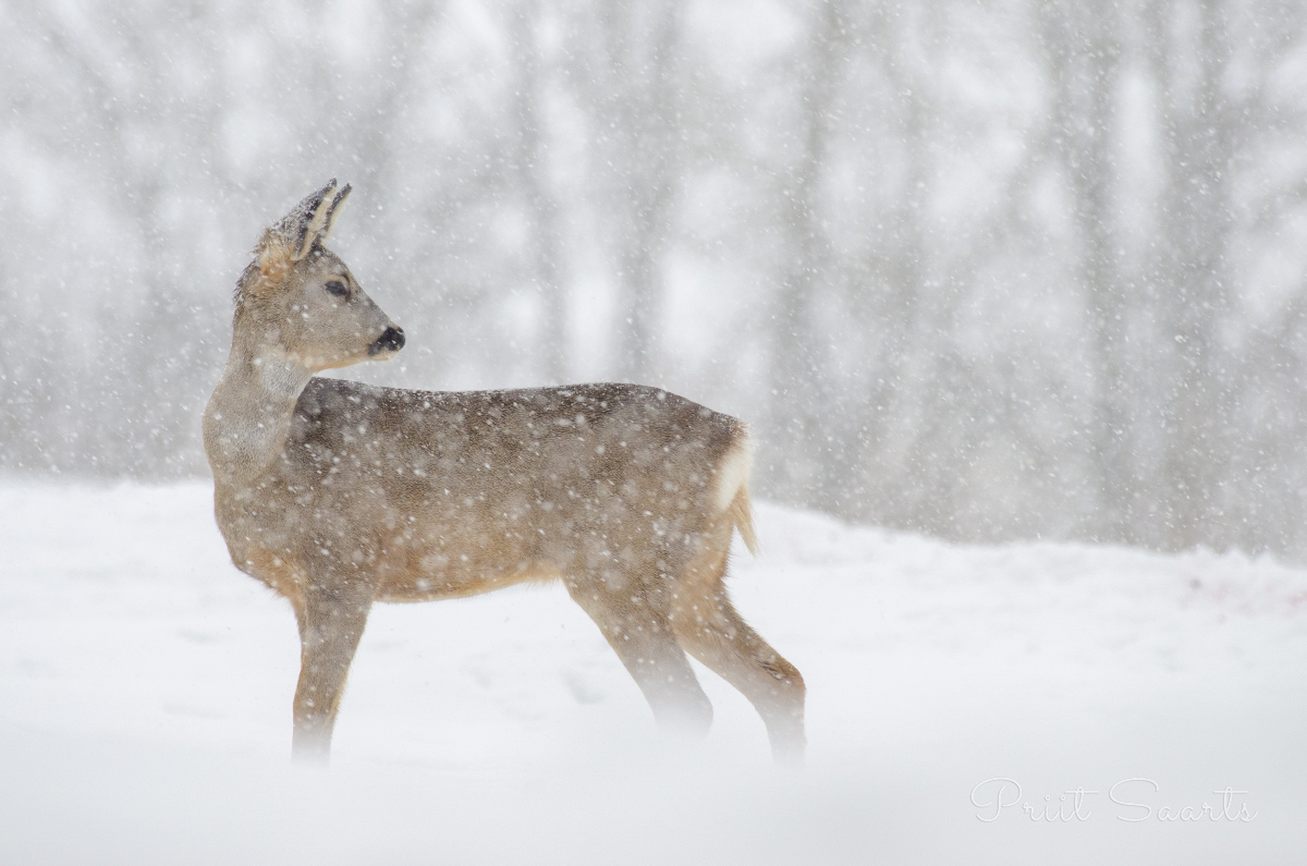 Metskits paksus lumesajus
