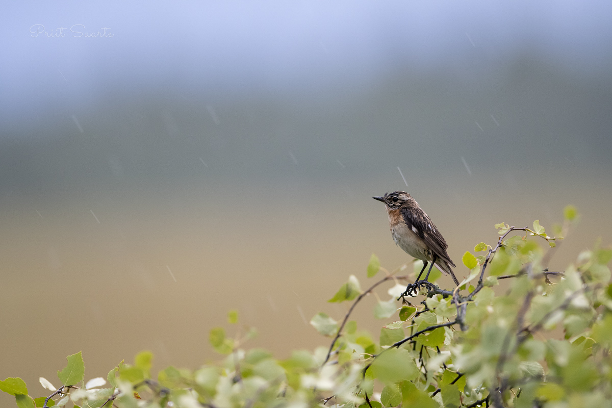 Kadakatäks vihmasajus